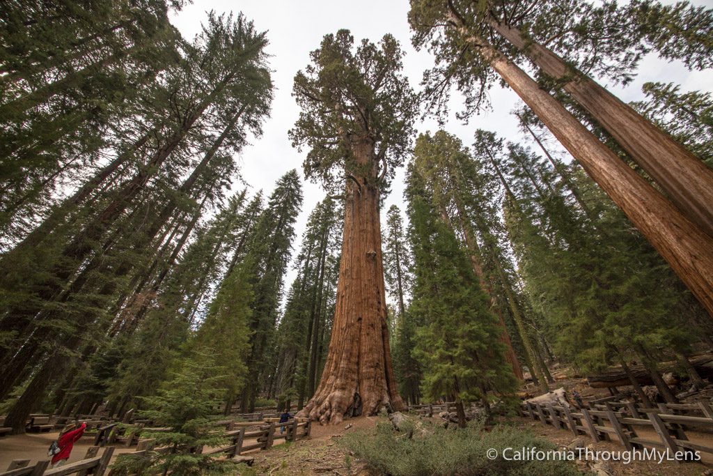 General Sherman Tree
