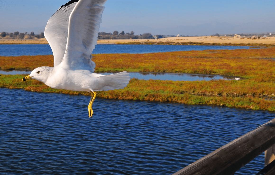Bolsa Chica Ecological Reserve