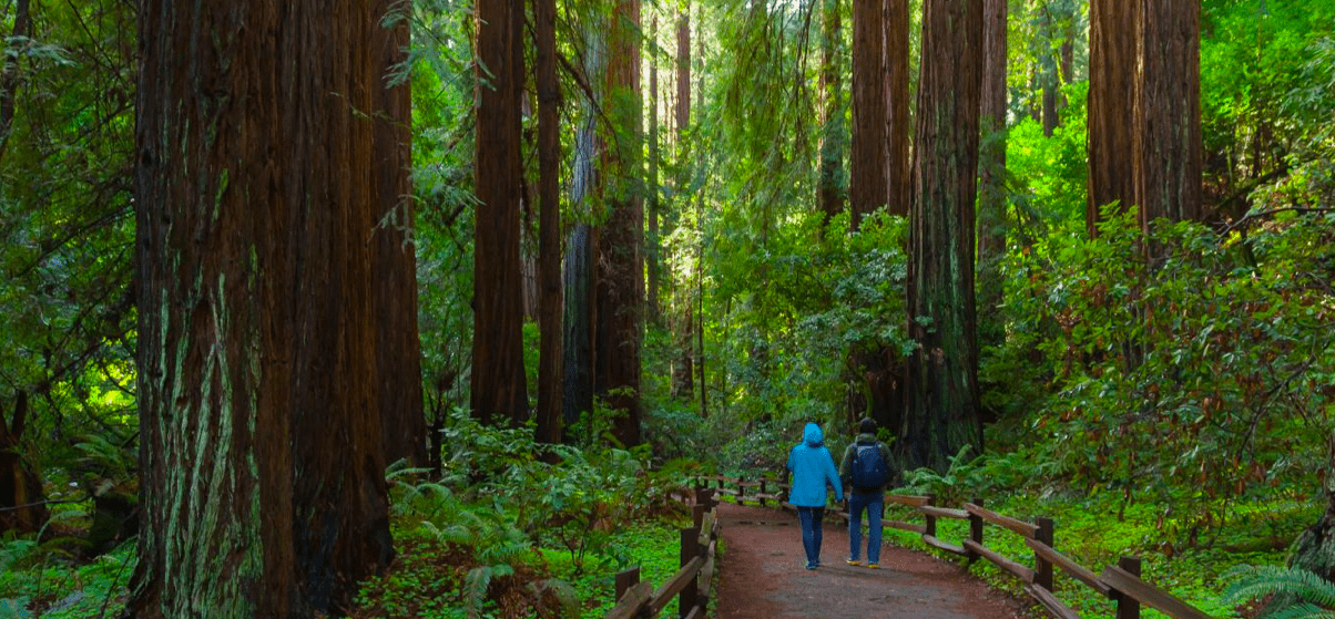 Muir Woods Monument Park