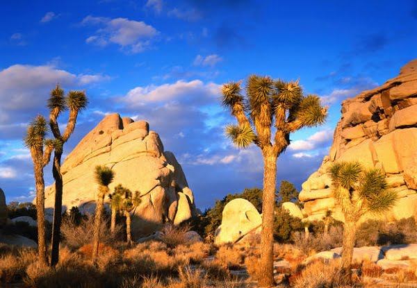 Joshua Tree National Park, CA