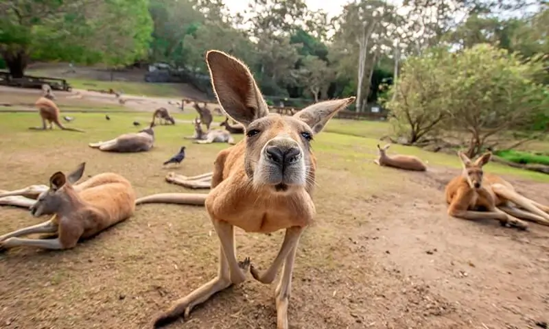 Gold Coast, AU