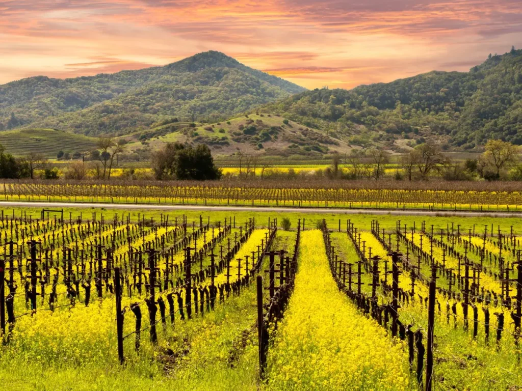 napavalley