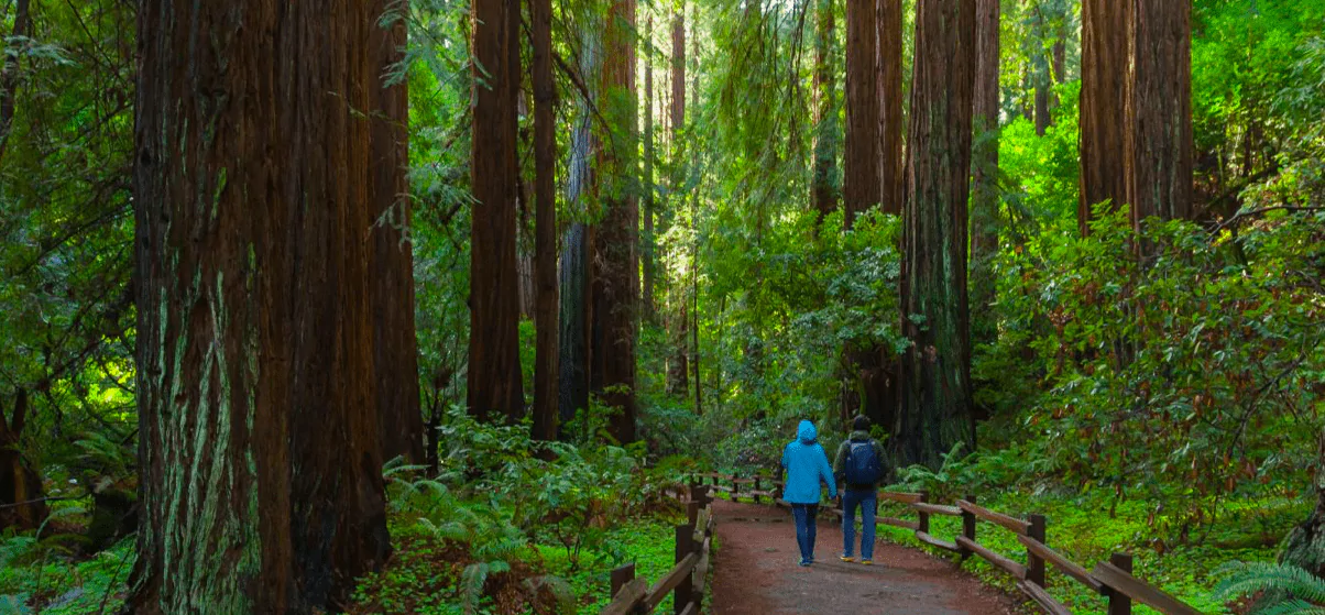 Muir Woods Monument Park