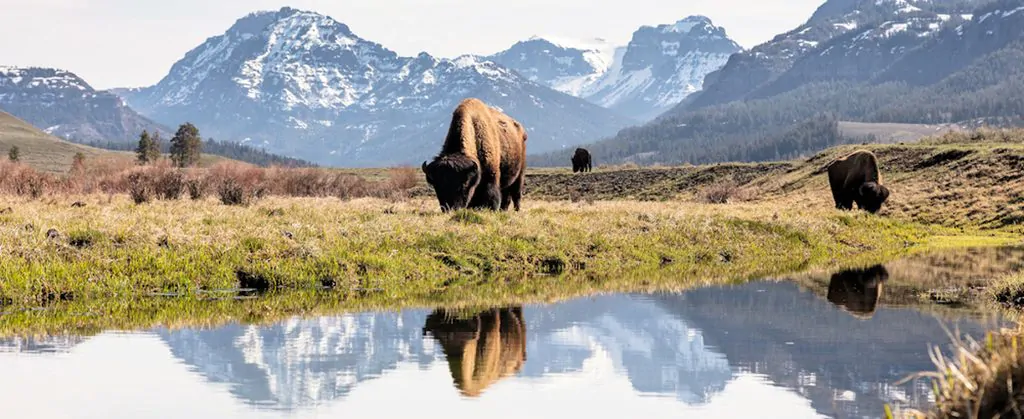 Lamar Valley