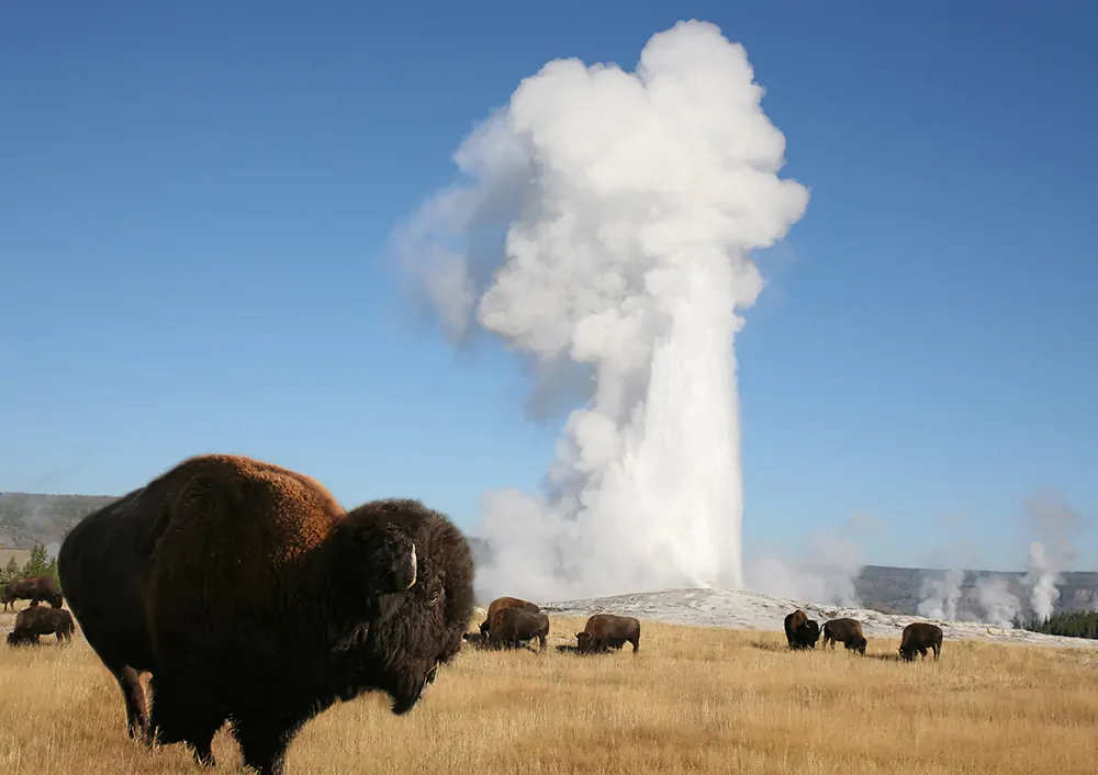 Old Faithful